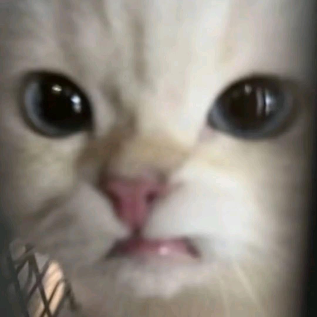 鱼罐头