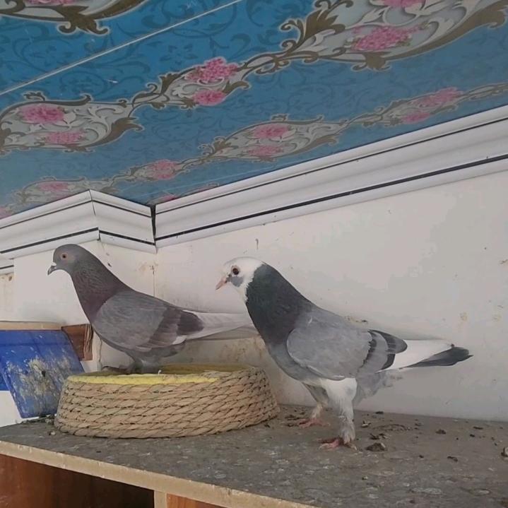 新疆翻翻鸽  伽师县 阿力木江 🕊🕊