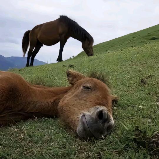 周星星🐾
