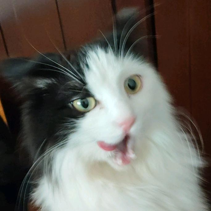 三七每天像猪拱白菜一样钻我被窝