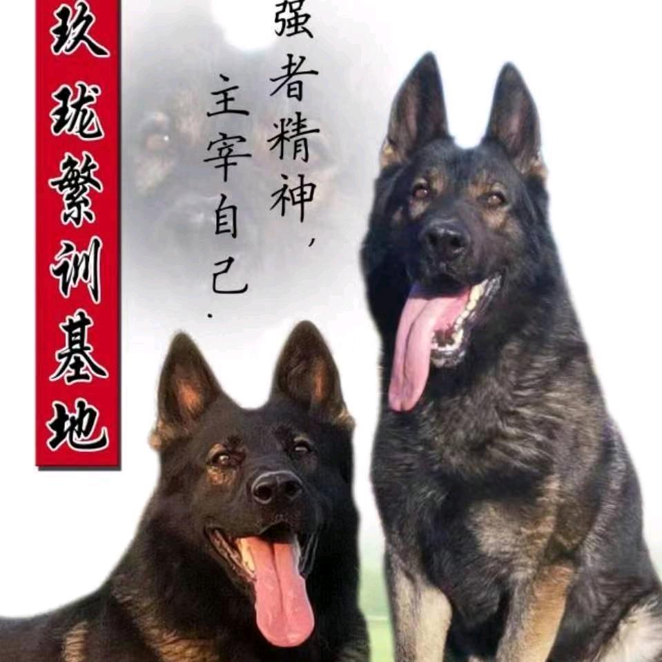 玖珑东德犬业