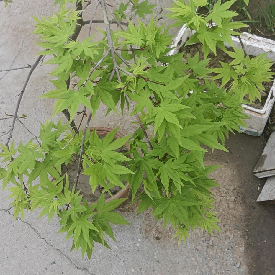 @江苏人在香河