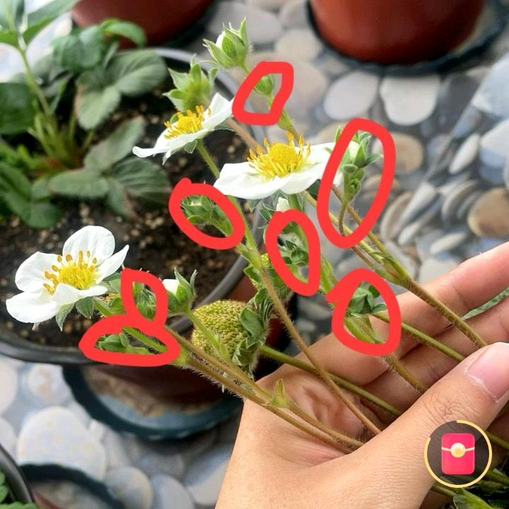 卫卫爸在（直播筹建中）