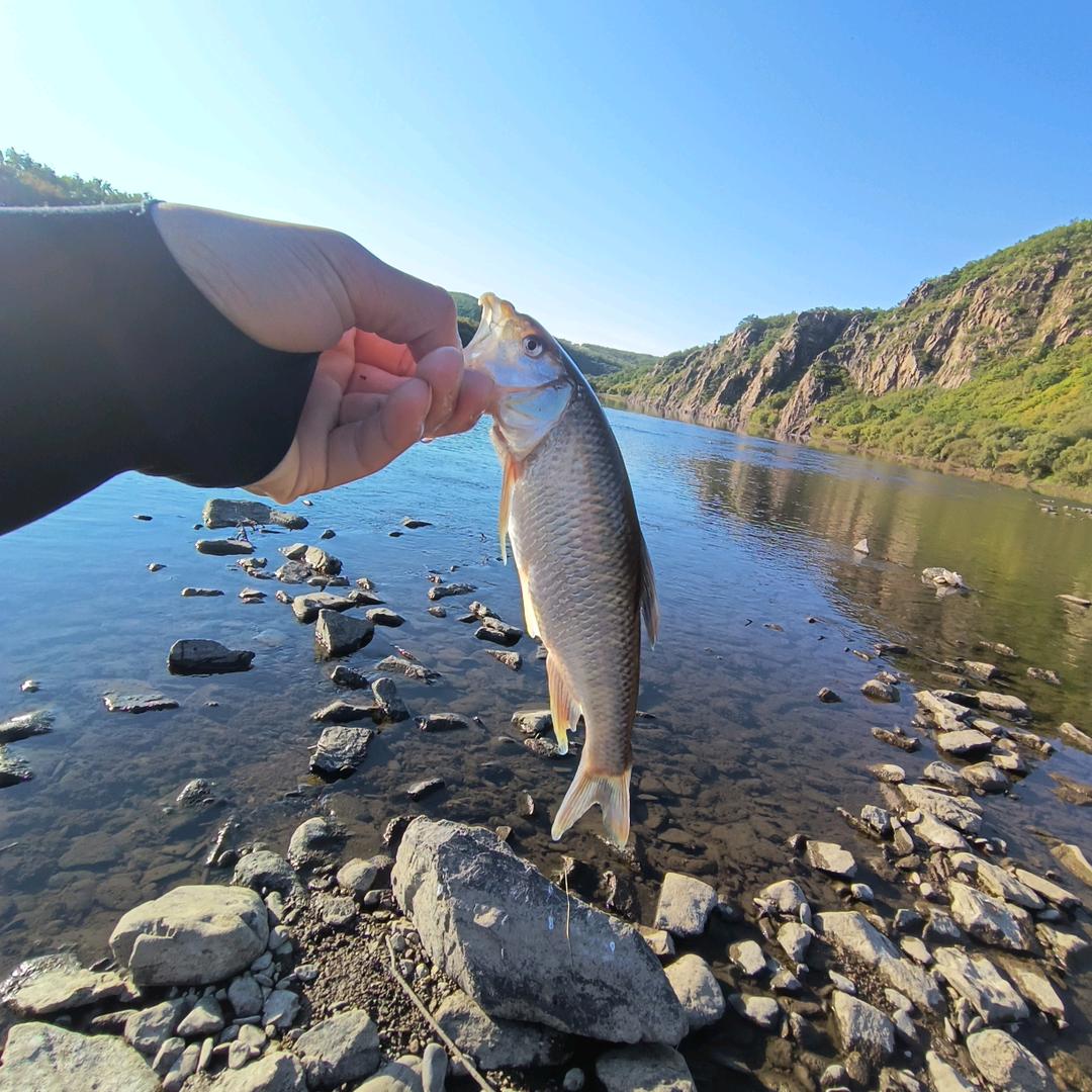 🎣