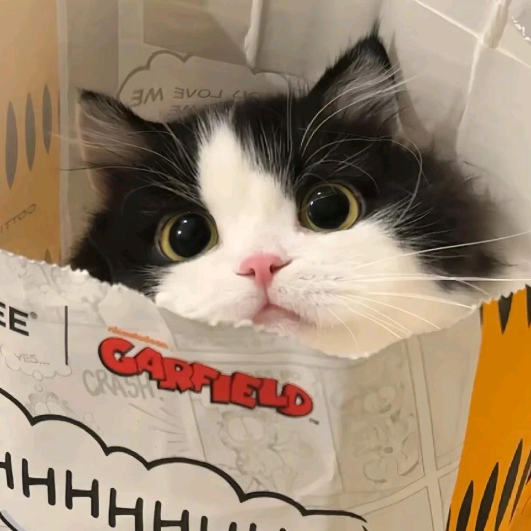 ୧⍤⃝🌴小狗爱小猫