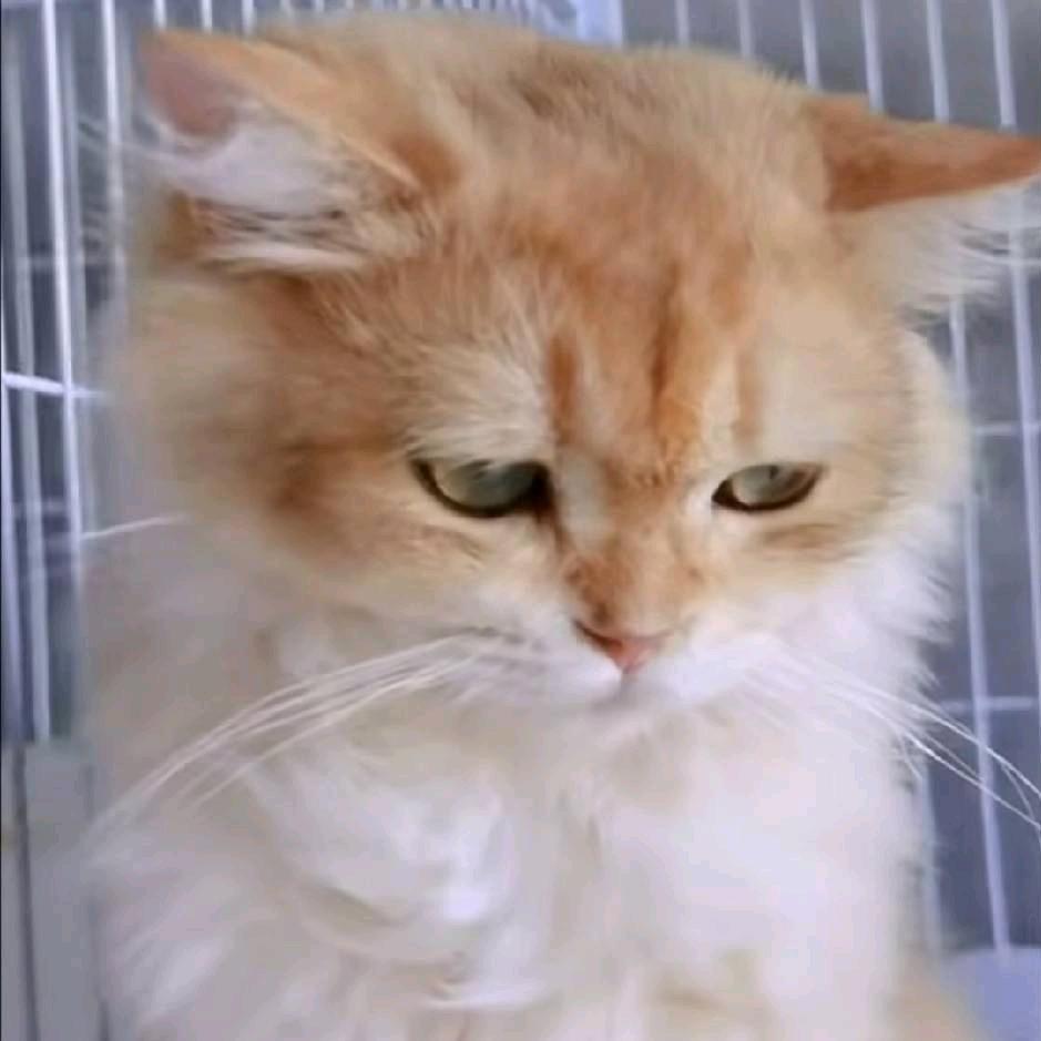 怂皮皮猫舍（家庭繁育一手货源）
