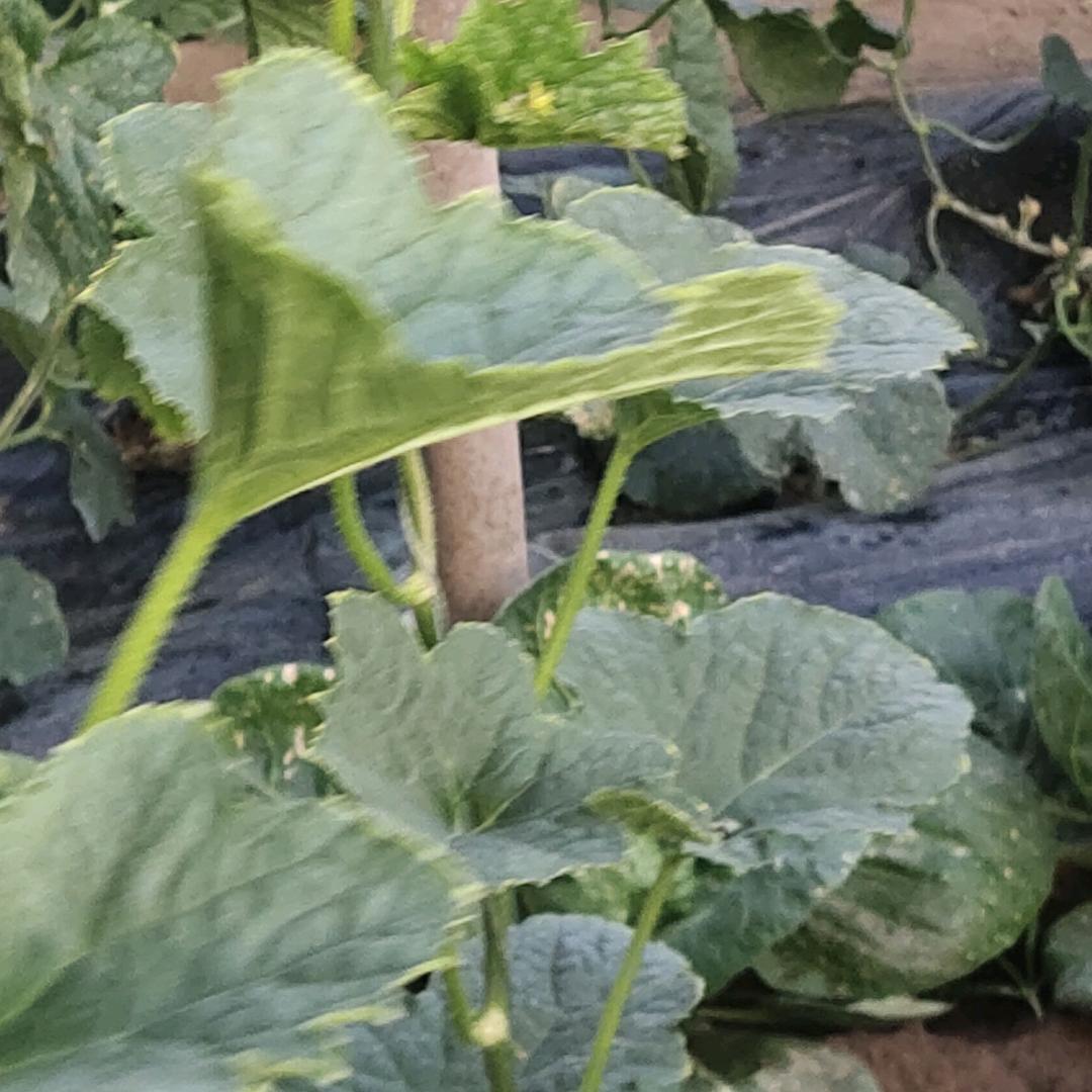 香瓜直销太谷区东山底29号大棚18735