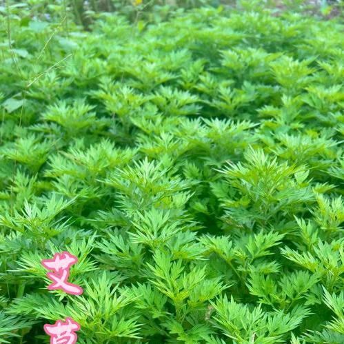 仙草百年艾草店