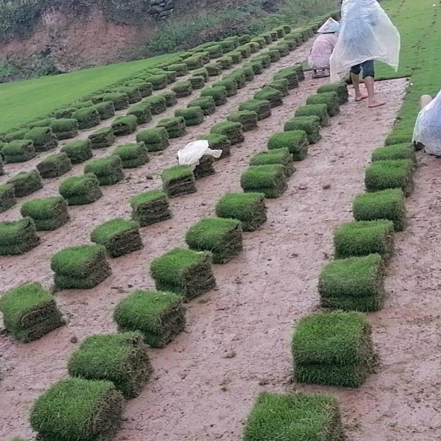 重庆富茂园林草坪基地