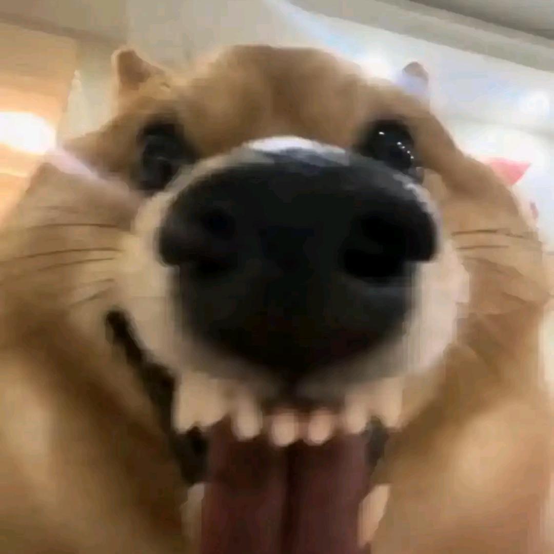 胖虎哥