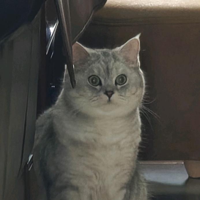 麻薯是只猫