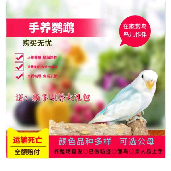 “鹦”你精彩🤝