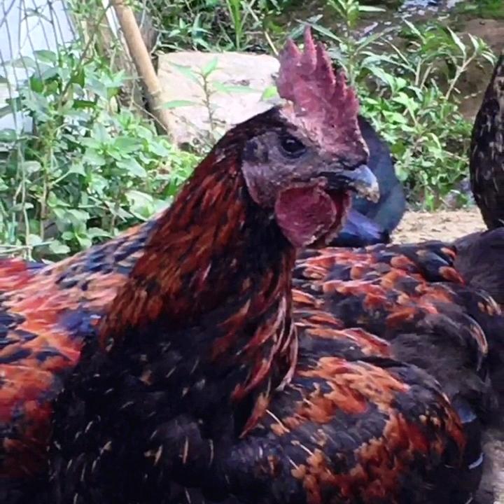 西河桥头鲜鸡活鱼