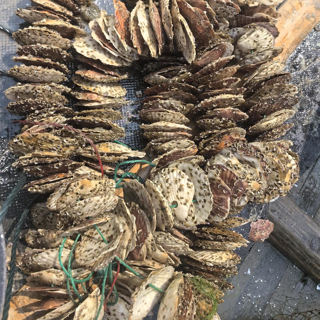 中科系列三倍体牡蛎苗