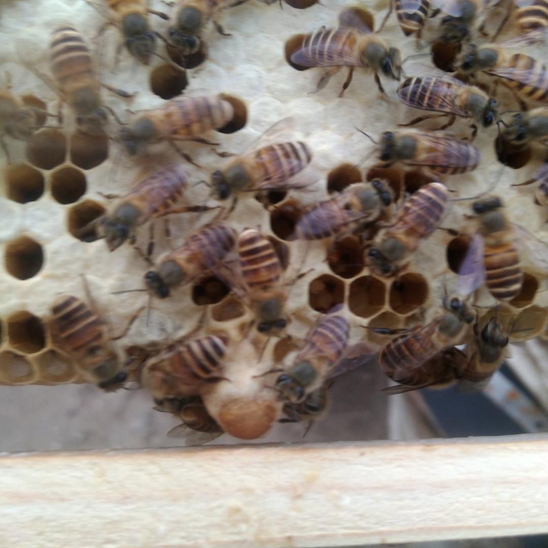 蜂声水起🐝🐝🐝