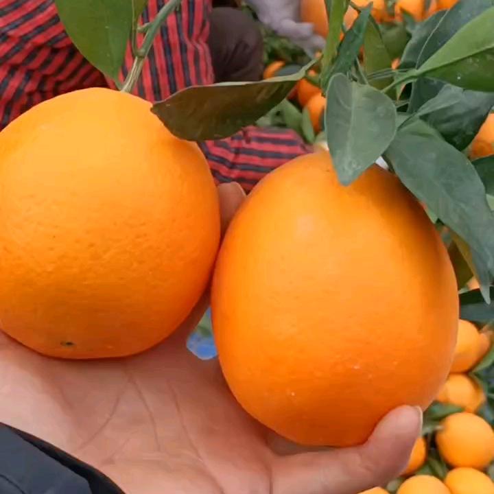 百果鲜🍊🍊李