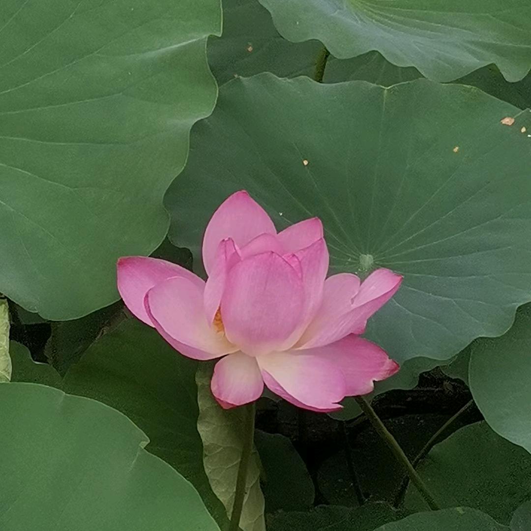 文丽娜