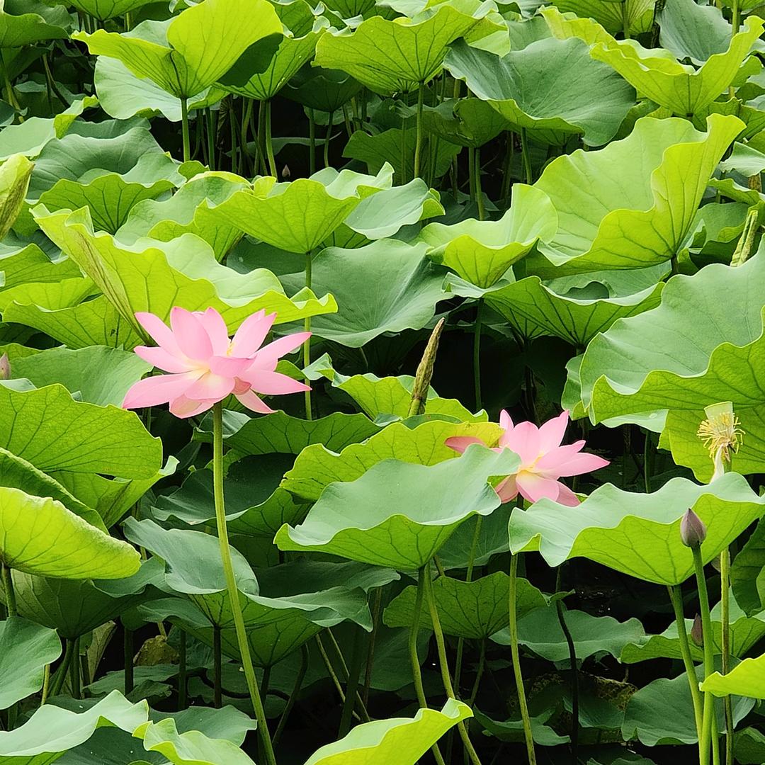 梨花白