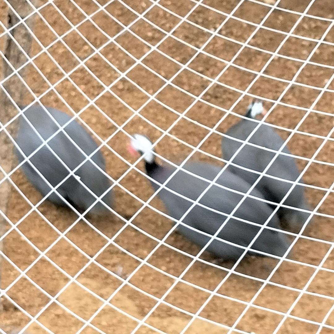 🐰任我行🐰