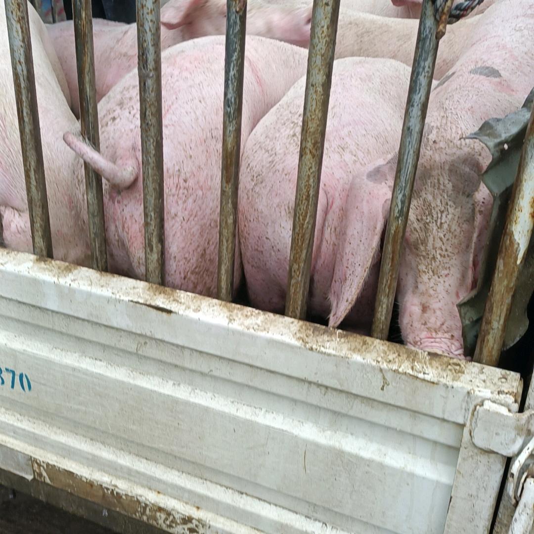 大莫收猪常年出售育肥小猪