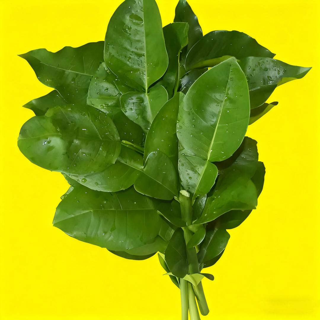 诺夕儿（奶酪麻糍）