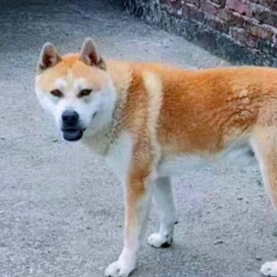 花都田园犬研究基地