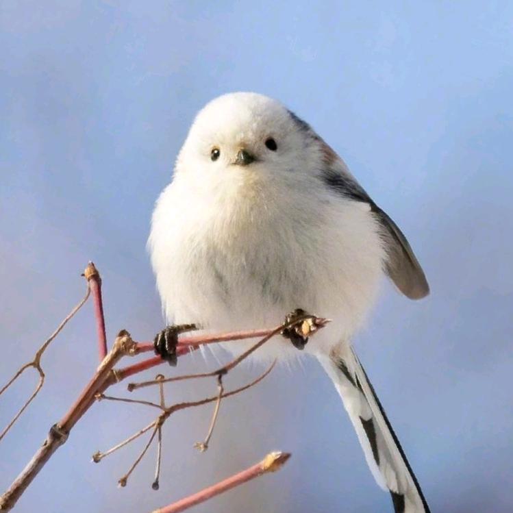 又双叒叕燊（看过周深十七场演唱会版）