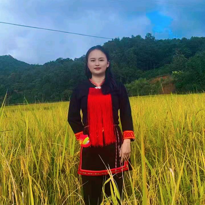 普洱李的茶