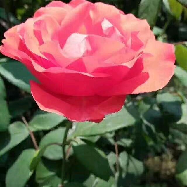 🇨🇳一路向北