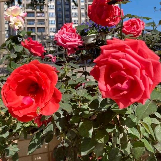 小桥流水🌺