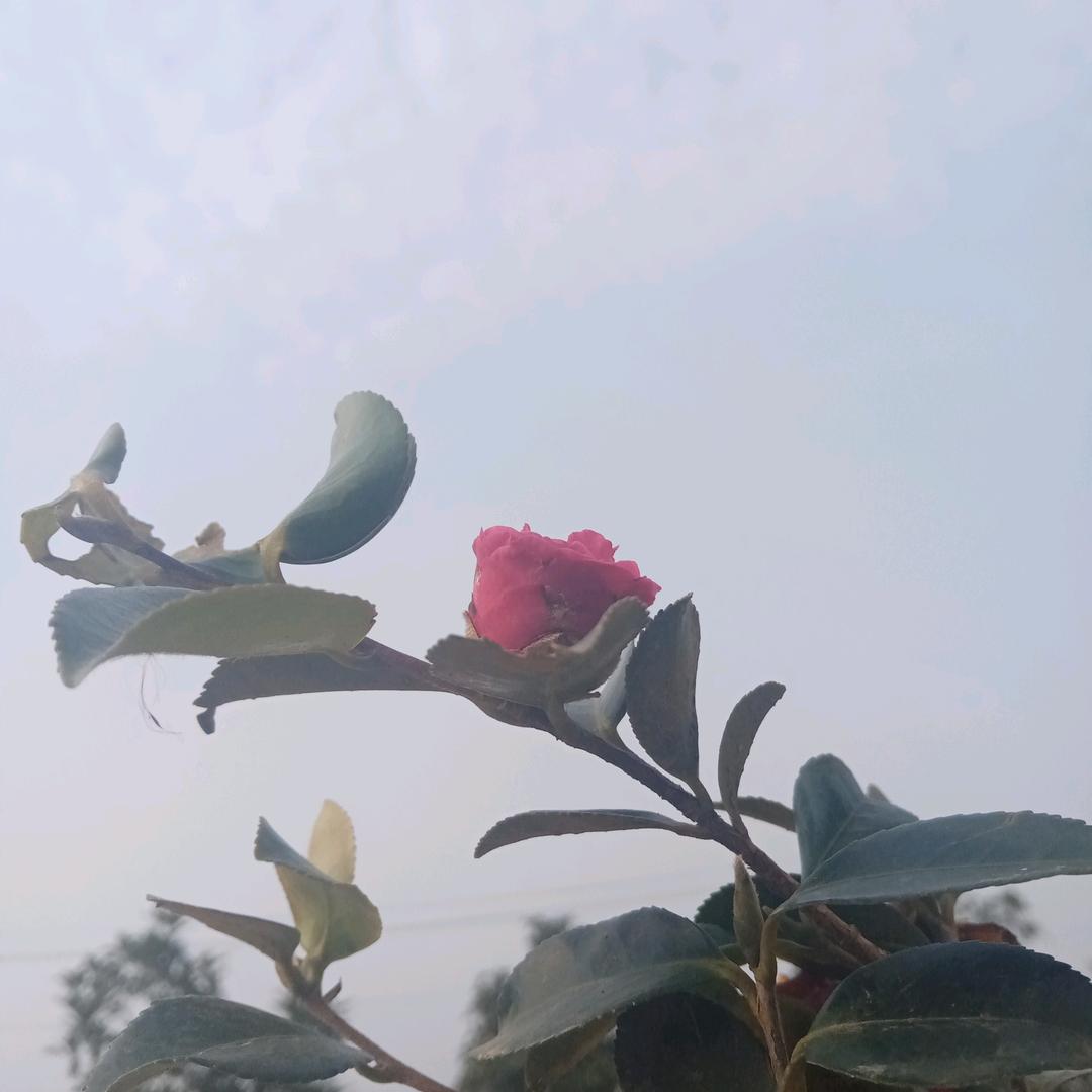 梁姑