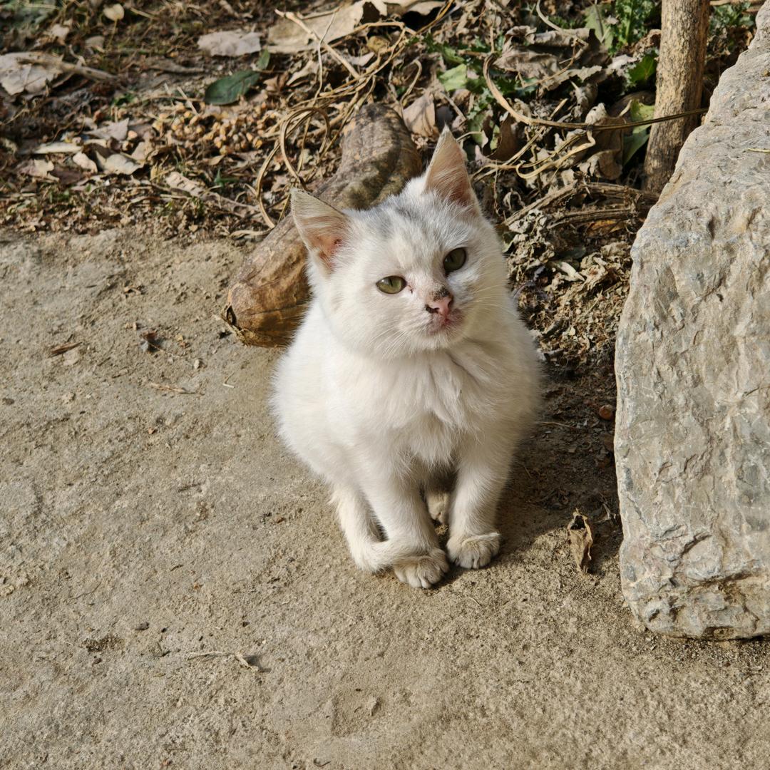 香甜可口嘎嘣脆