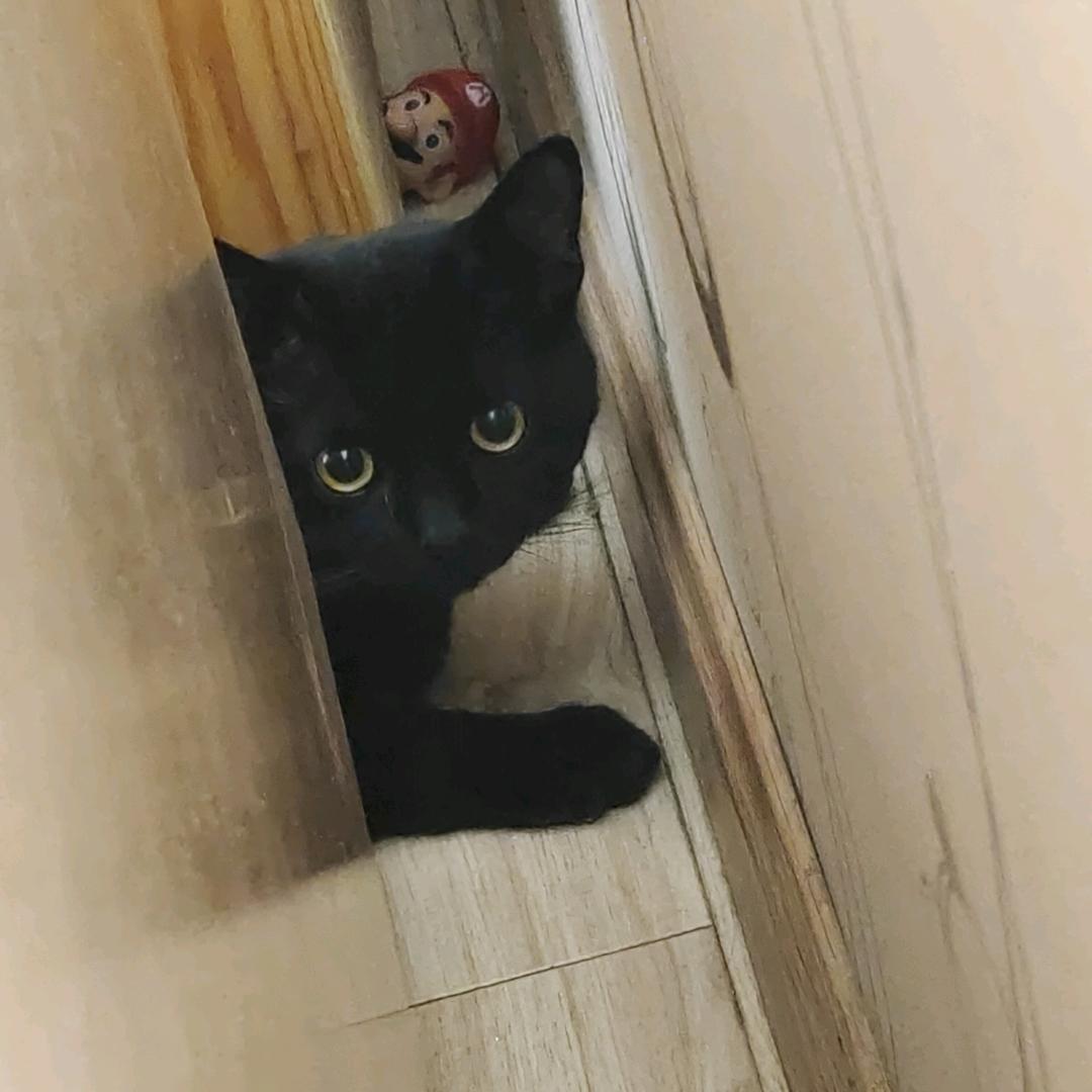 舒克（三角洲行动）