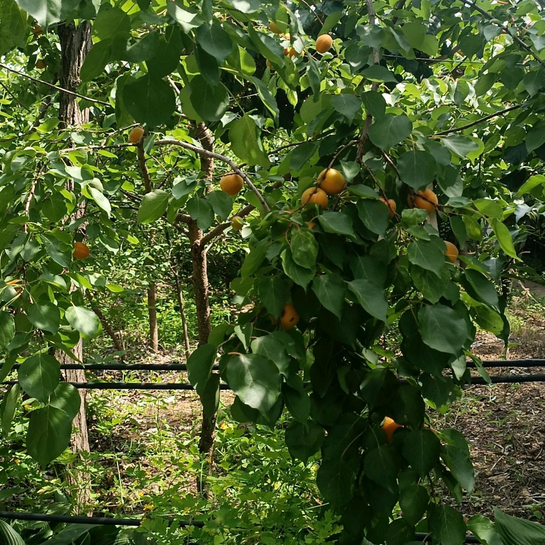 ♛冰雪九月♛♡梅花开♡