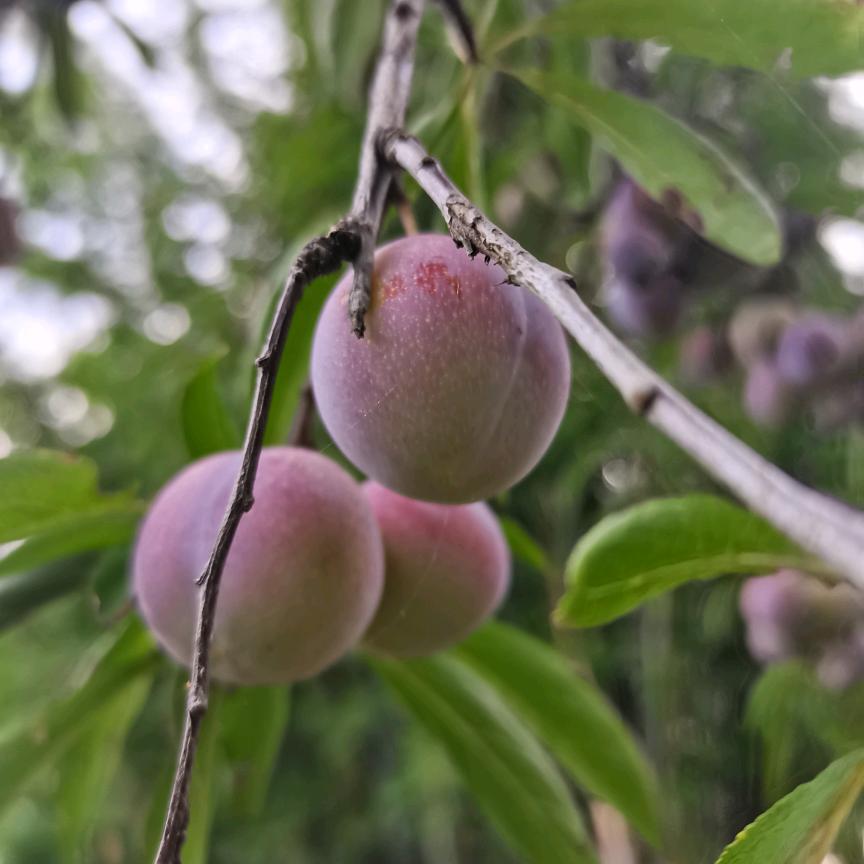 清清荷