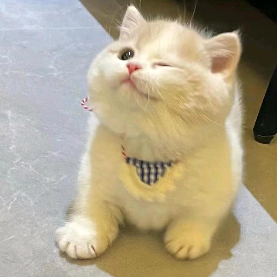 哆啦猫舍