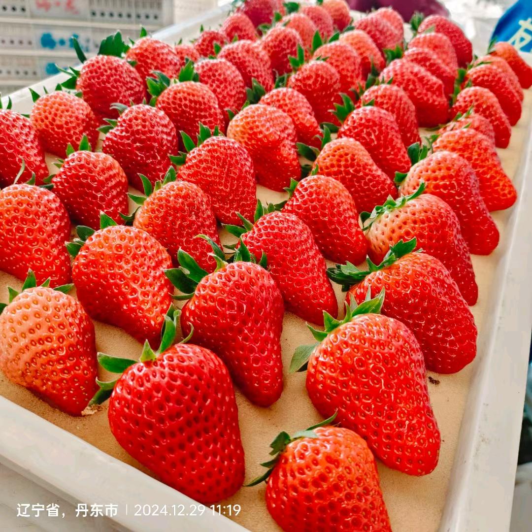 小良正宗丹东久久草莓