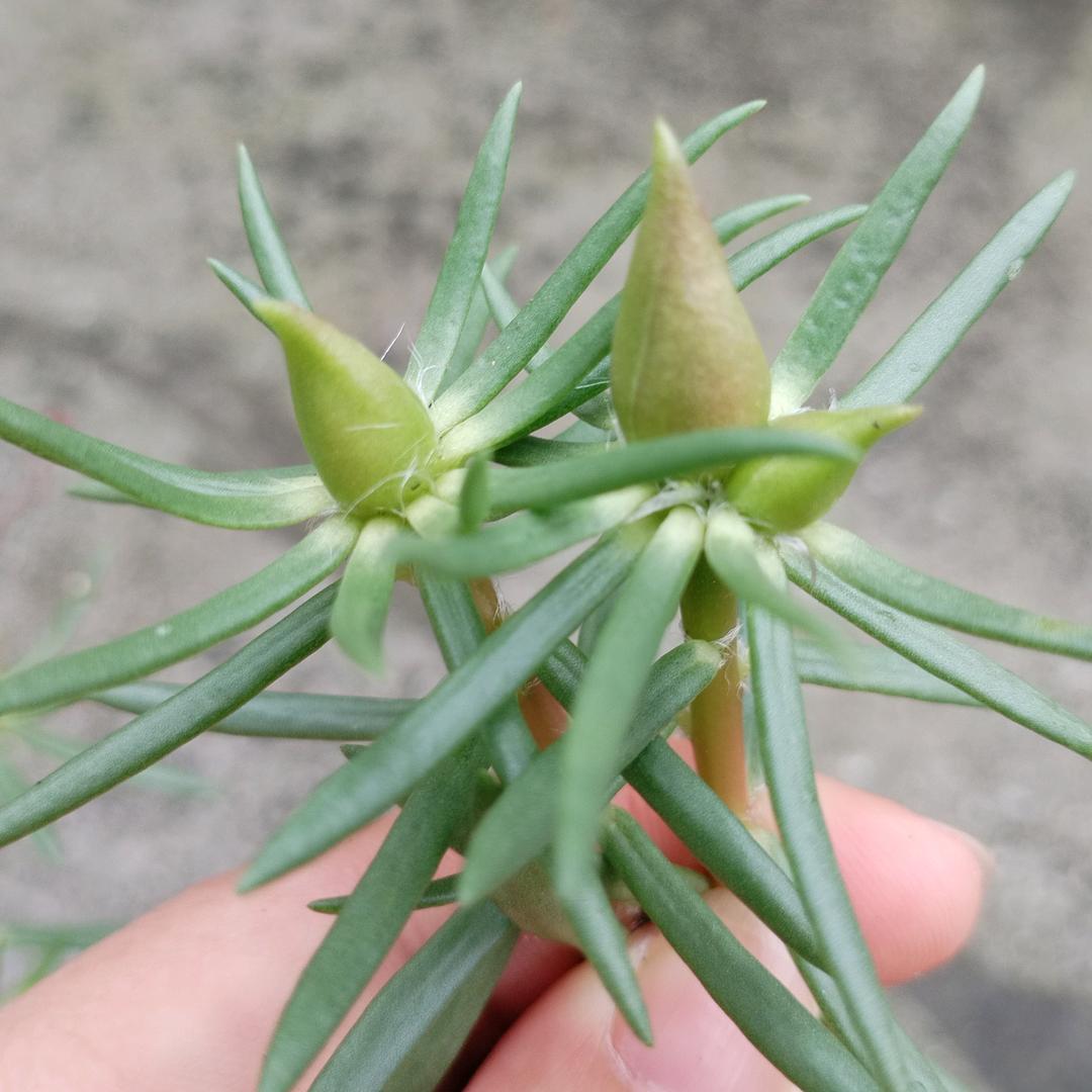 春雨贵如油（拒绝私聊）