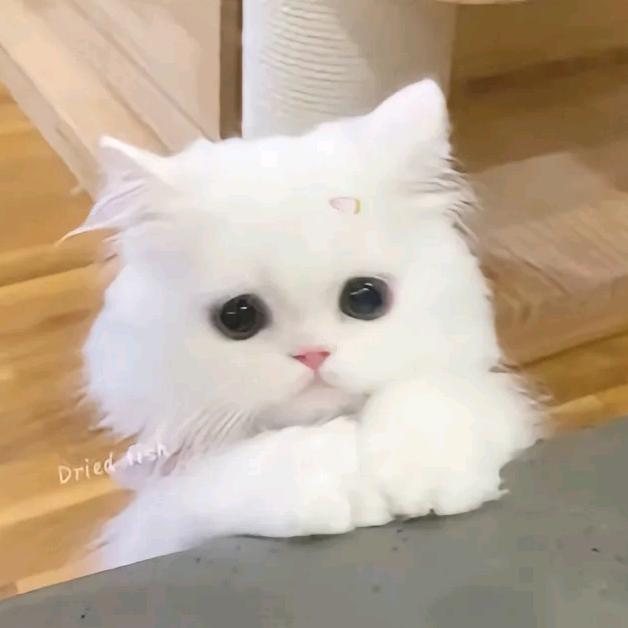 是小朋友吖♡！