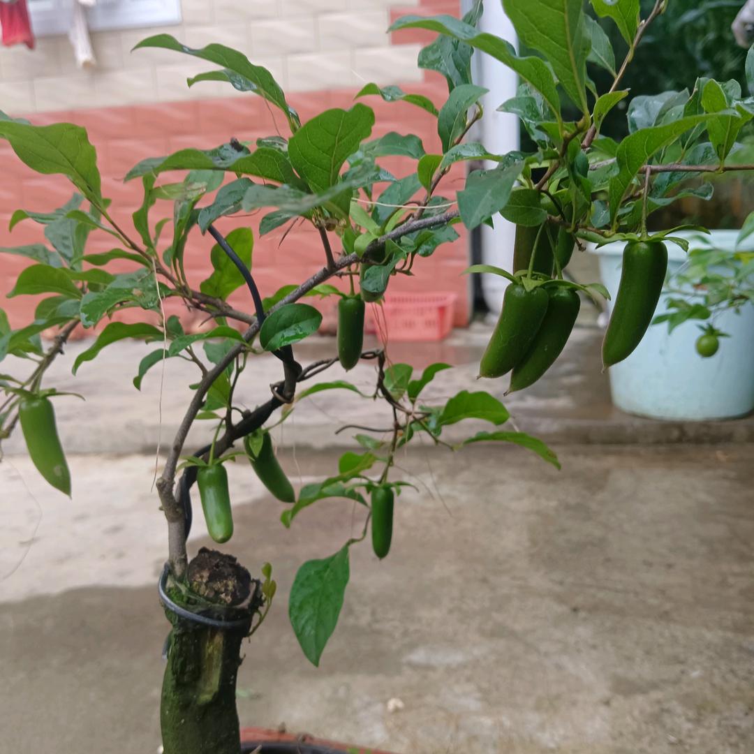 奋斗一生27021193