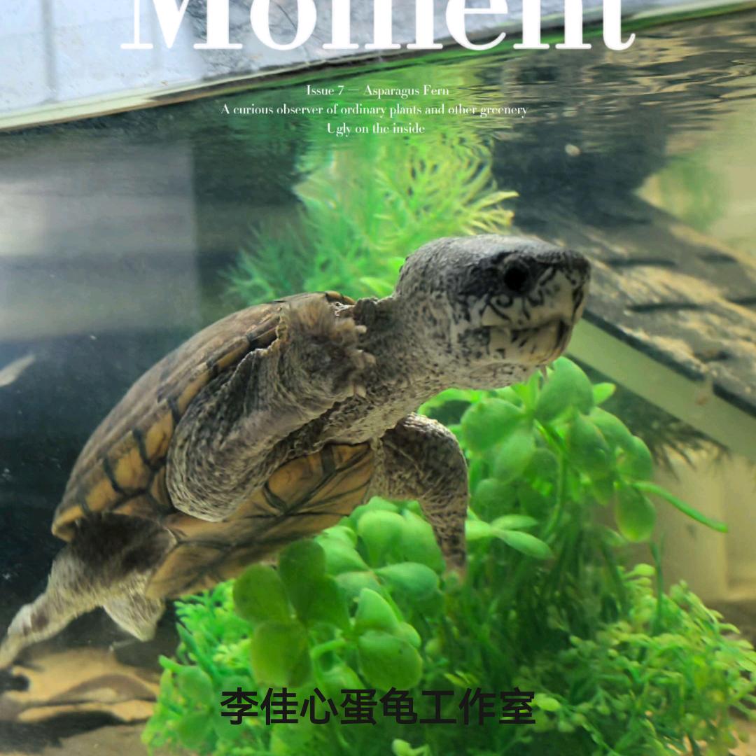 李佳心养乌龟