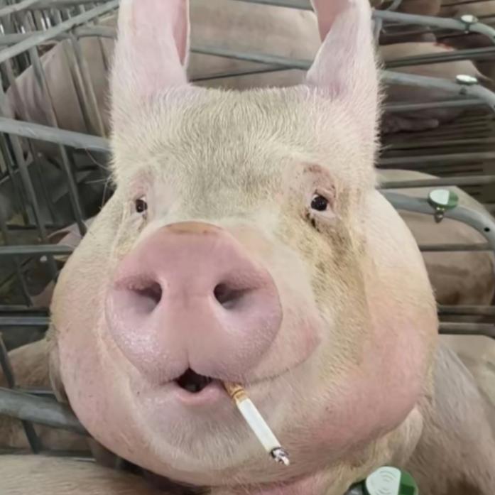 🐖🐖🐖