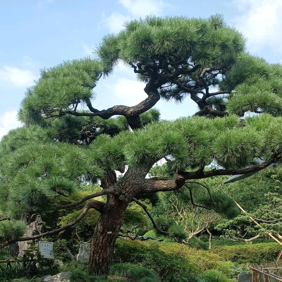 岁🍁月🌻静🌲好🌴🌳