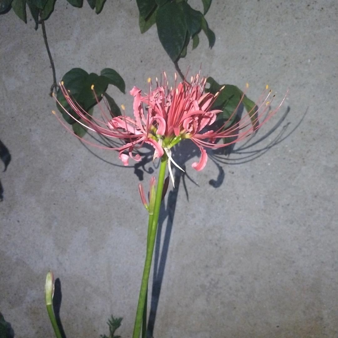 小草
