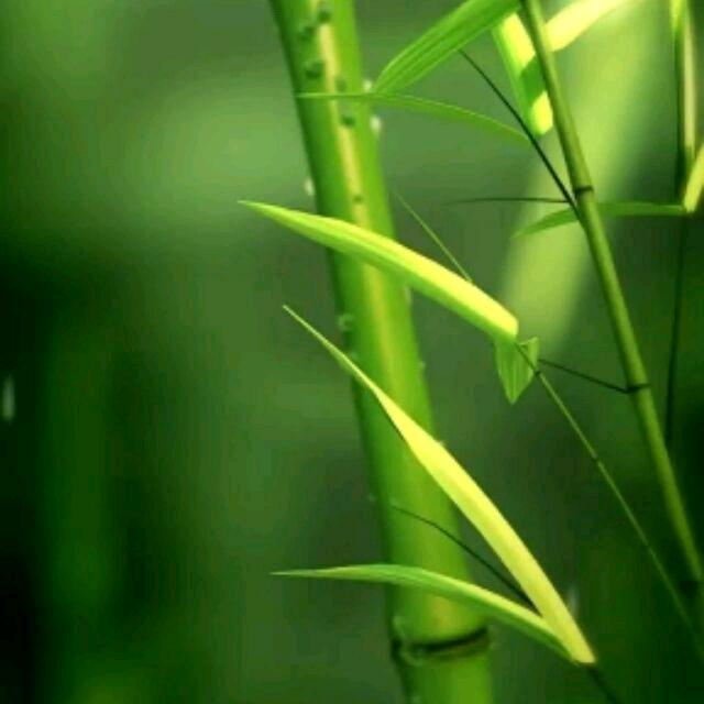 安微阜阳任小青