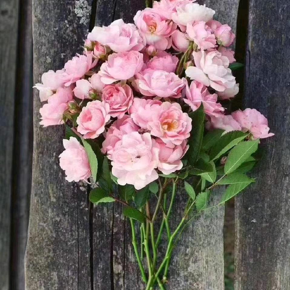 君子兰“🌸”