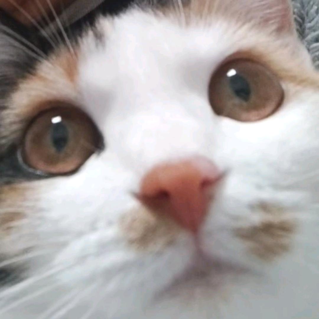 超高校级的比目鱼.