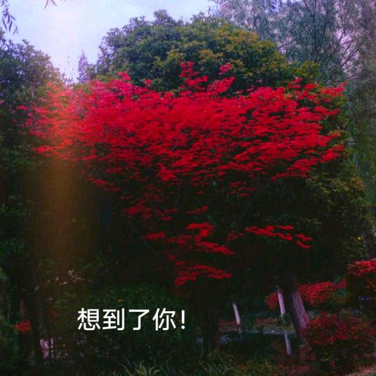 柠檬百香果🍋