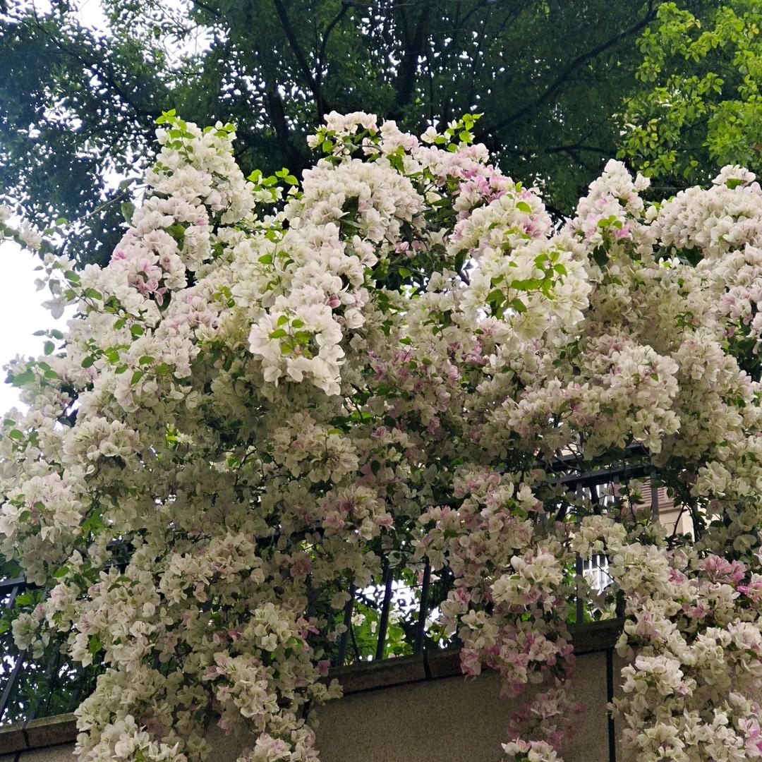 鸿瑞堂运营部王辉