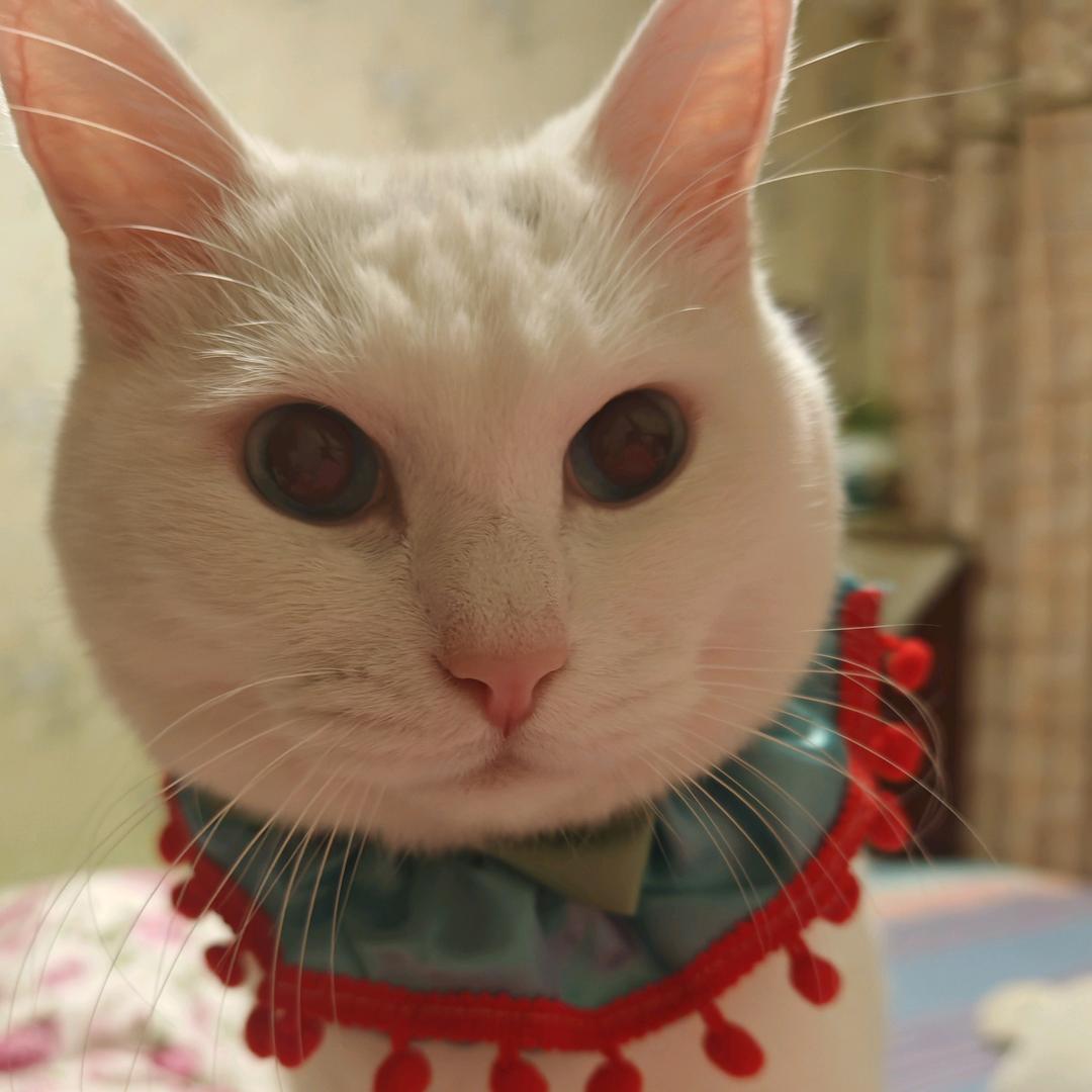 🌹只做女王🐱美食派～